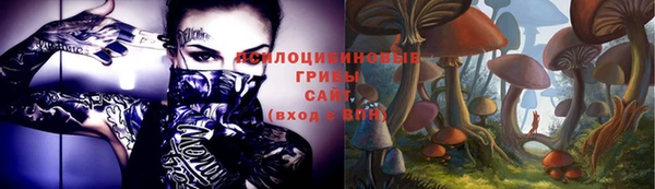 прущие грибы Абинск