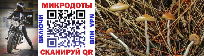 Галлюциногенные грибы Cubensis  наркотики  блэк спрут сайт  Нягань 